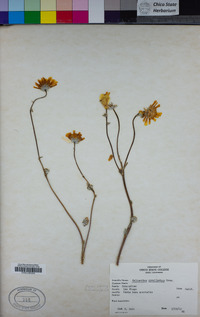 Helianthus gracilentus image