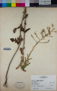 Lactuca serriola image