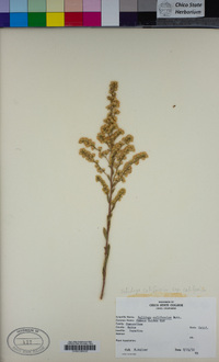 Solidago velutina subsp. californica image