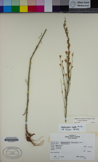 Stephanomeria virgata subsp. pleurocarpa image