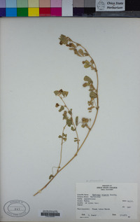 Medicago polymorpha image