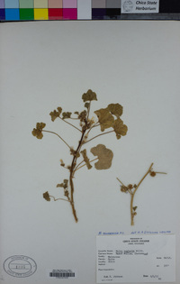 Malva nicaeensis image