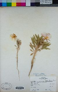 Oenothera deltoides image