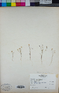 Navarretia leptalea image