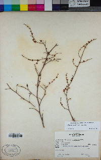 Eriogonum gracile var. gracile image