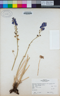 Delphinium hesperium image