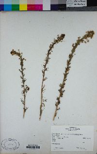 Triphysaria versicolor subsp. faucibarbata image