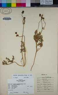 Sanicula bipinnatifida image