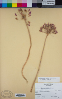 Dichelostemma volubile image