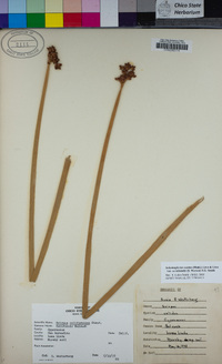 Schoenoplectus acutus var. occidentalis image