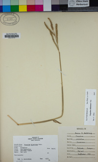 Paspalum dilatatum image