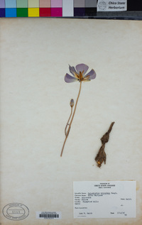 Calochortus splendens image