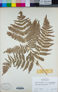 Pteridium aquilinum image