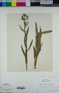 Myosotis alpestris image