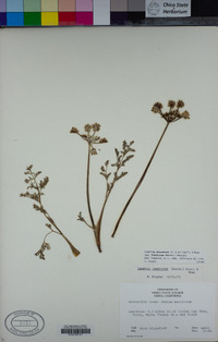 Lomatium dasycarpum subsp. tomentosum image