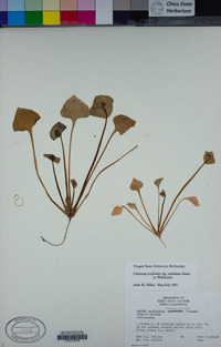 Claytonia perfoliata image