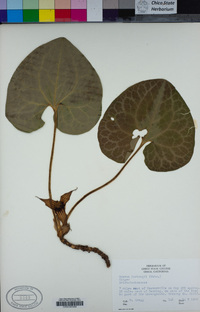 Asarum hartwegii image