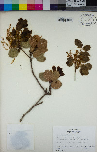 Quercus agrifolia image