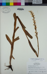 Platanthera dilatata var. leucostachys image