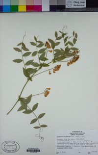 Lathyrus sulphureus image