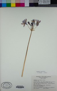 Triteleia laxa image