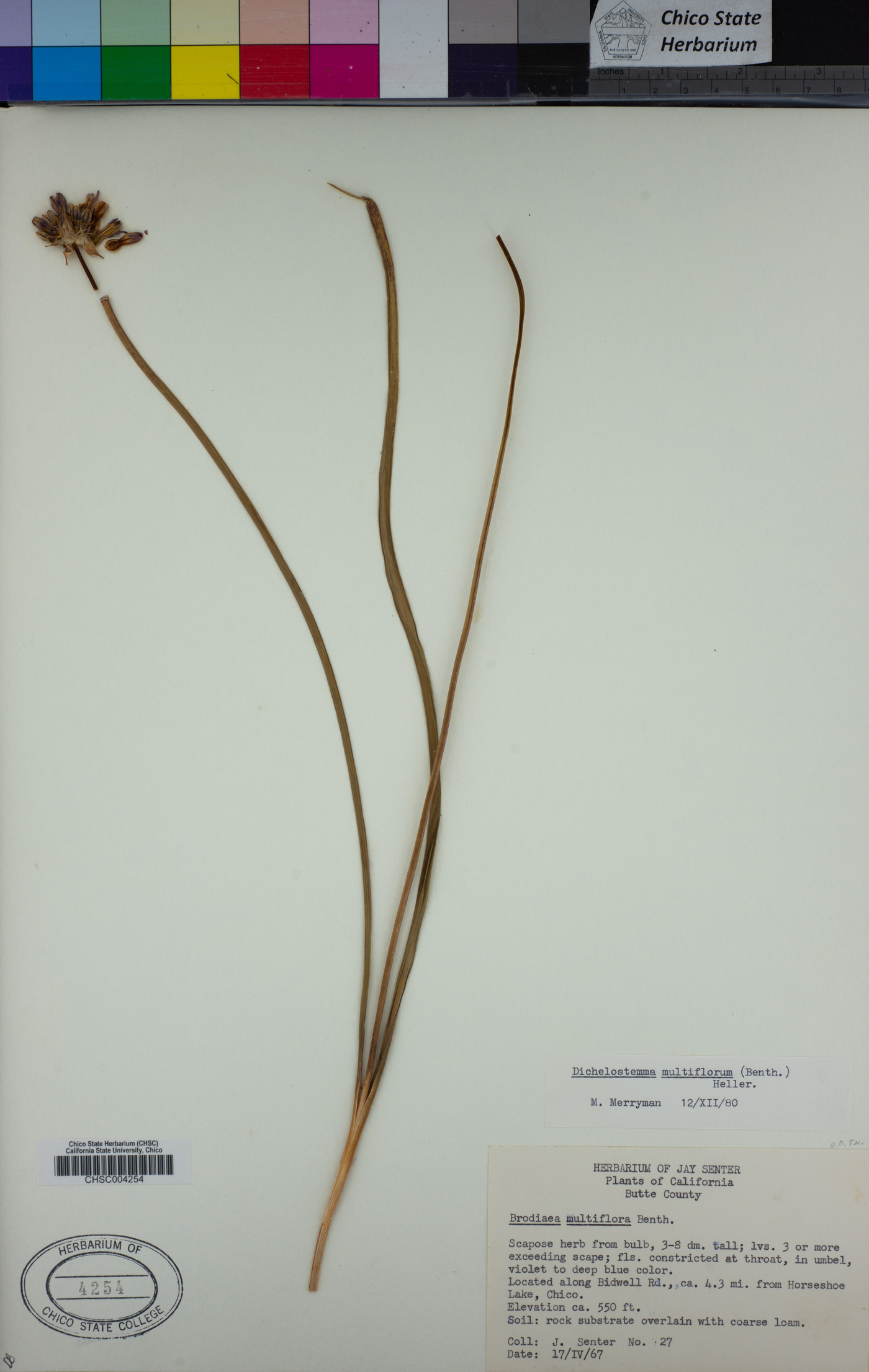 Dichelostemma multiflorum image