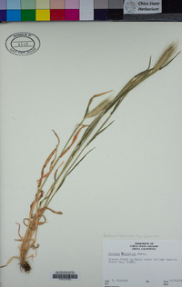 Hordeum murinum subsp. glaucum image