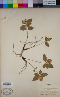 Cornus canadensis image