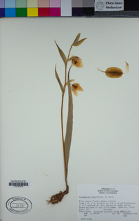 Calochortus albus image