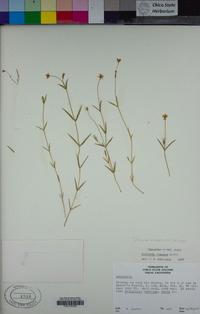 Stellaria longipes subsp. longipes image