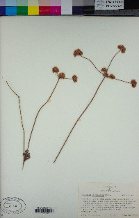 Eriogonum fasciculatum image