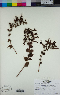 Keckiella cordifolia image