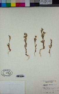 Cryptantha torreyana image