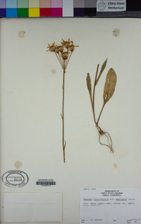 Senecio integerrimus image