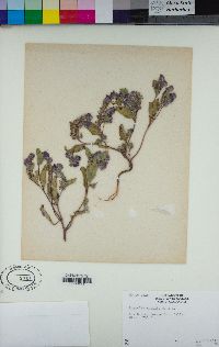 Phacelia humilis image