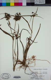 Image of Tradescantia roseolens