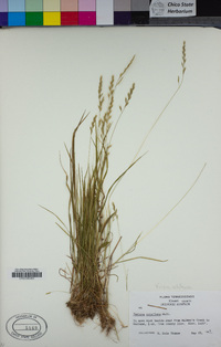 Festuca octoflora image