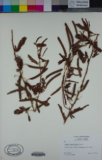 Chamaecrista fasciculata image