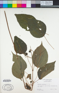 Boehmeria cylindrica image