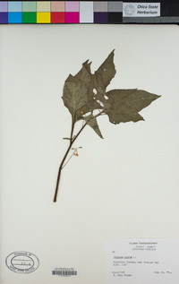 Solanum nigrum image