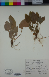 Viola primulifolia image