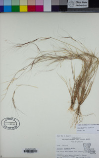 Aristida oligantha image