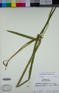 Pleuropogon refractus image