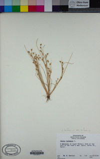 Juncus bufonius image