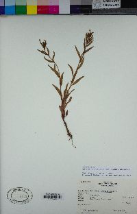 Epilobium ciliatum image