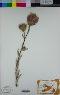 Cirsium occidentale image