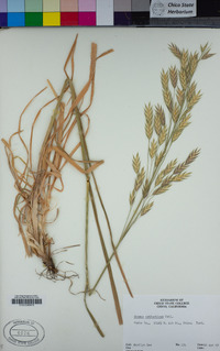 Bromus catharticus image