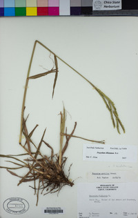 Paspalum dilatatum image