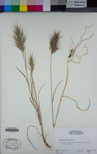 Bromus madritensis image