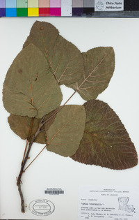 Populus heterophylla image